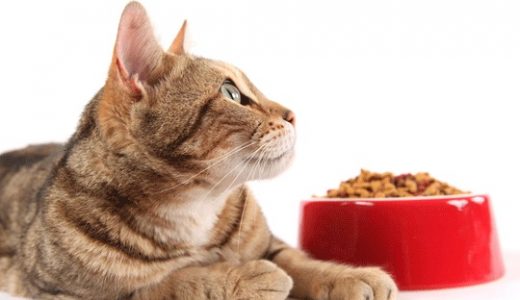 猫が『シンプリー』キャットフードを食べない！その理由と対策方法！キャットフードを別の物に変えると猫は警戒して食べない＆下痢になる！